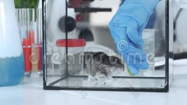 科学家通过给仓鼠提供有机食物来进行实验